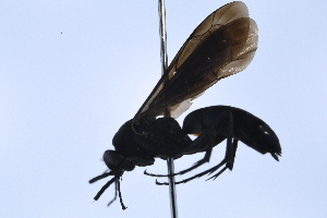  ( - UUPomp_162)  @11 [ ] Copyright (2024) Jeremy Blaschke Union University