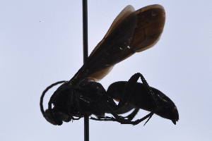  ( - UUPomp_163)  @11 [ ] Copyright (2024) Jeremy Blaschke Union University