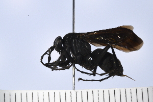  (Anoplochares similaris - UUPomp_180)  @11 [ ] Copyright (2024) Jeremy Blaschke Union University