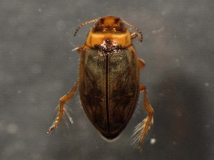 ( - WYNDD-0371)  @11 [ ] No Rights Reserved (nrr) (2022) Unspecified Wyoming Natural Diversity Database