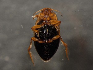  ( - WYNDD-0371)  @11 [ ] No Rights Reserved (nrr) (2022) Unspecified Wyoming Natural Diversity Database