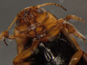  ( - WYNDD-0371)  @11 [ ] No Rights Reserved (nrr) (2022) Unspecified Wyoming Natural Diversity Database
