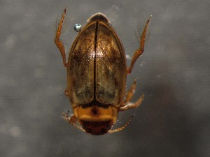  ( - WYNDD-0371)  @11 [ ] No Rights Reserved (nrr) (2022) Unspecified Wyoming Natural Diversity Database