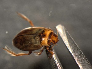  ( - WYNDD-0371)  @11 [ ] No Rights Reserved (nrr) (2022) Unspecified Wyoming Natural Diversity Database