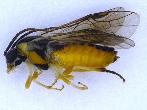  ( - UZSAV196)  @11 [ ] CreativeCommons  Attribution Non-Commercial Share-Alike (2022) Martin Secansky Slovak National Museum-Natural History Museum