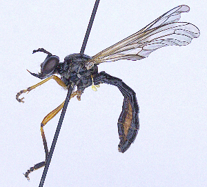  ( - UZSAV214)  @11 [ ] CreativeCommons  Attribution Non-Commercial Share-Alike (2023) Martin Secansky Slovak National Museum-Natural History Museum