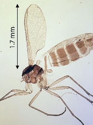  ( - 2022.03.06 Corynoptera concinna (specimen 17))  @11 [ ] CreativeCommons - Attribution Share-Alike (2023) Unspecified University of Lausanne