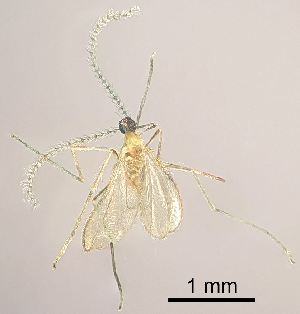  (Lestodiplosis achilleae - 2023.08.22 Lestodiplosis achilleae (specimen 21))  @11 [ ] CreativeCommons - Attribution Share-Alike (2024) Unspecified University of Lausanne