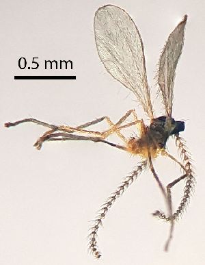  (Lestodiplosis chrysanthemi - 2023.08.25 Lestodiplosis chrysanthemi (specimen 30))  @11 [ ] CreativeCommons - Attribution Share-Alike (2024) Unspecified University of Lausanne