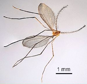  (Anisostephus - 2024.08.22 Cecidomyiidae BOLD:ACC5663 (C58))  @11 [ ] CreativeCommons - Attribution Share-Alike (2025) Unspecified University of Lausanne