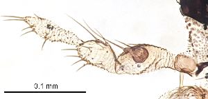  ( - 2023.08.22 Bradysia tilicola (specimen 4))  @11 [ ] CreativeCommons - Attribution Share-Alike (2023) Unspecified University of Lausanne