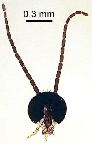  ( - 2023.08.22 Bradysia tilicola (specimen 4))  @11 [ ] CreativeCommons - Attribution Share-Alike (2023) Unspecified University of Lausanne