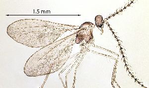  ( - 2023.08.22 Lestodiplosis achilleae (specimen 21))  @11 [ ] CreativeCommons - Attribution Share-Alike (2024) Unspecified University of Lausanne