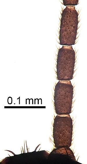  ( - 2023.08.22 Bradysia tilicola (specimen 4))  @11 [ ] CreativeCommons - Attribution Share-Alike (2023) Unspecified University of Lausanne