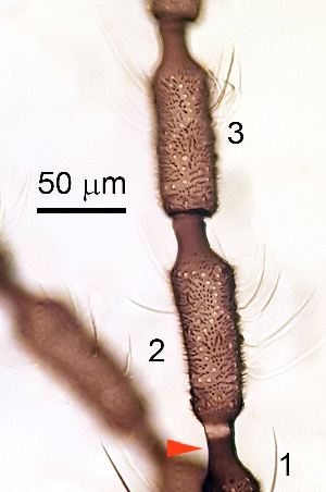  ( - 2023.08.01 Aphidoletes aphidimyza (specimen 13))  @11 [ ] CreativeCommons - Attribution Share-Alike (2023) Unspecified University of Lausanne
