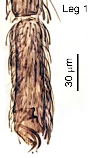  ( - 2024.03.26 Contarinia festucae (specimen 33))  @11 [ ] CreativeCommons - Attribution Share-Alike (2024) Unspecified University of Lausanne