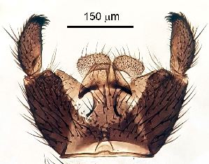  ( - 2023.08.22 Bradysia tilicola (specimen 4))  @11 [ ] CreativeCommons - Attribution Share-Alike (2023) Unspecified University of Lausanne
