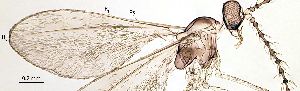  ( - 2023.08.22 Lestodiplosis achilleae (specimen 21))  @11 [ ] CreativeCommons - Attribution Share-Alike (2024) Unspecified University of Lausanne