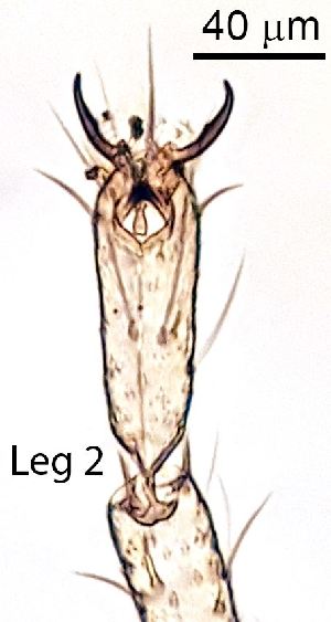  ( - 2023.08.25 Polypedilum albicorne (specimen 9))  @11 [ ] CreativeCommons - Attribution Share-Alike (2024) Unspecified University of Lausanne