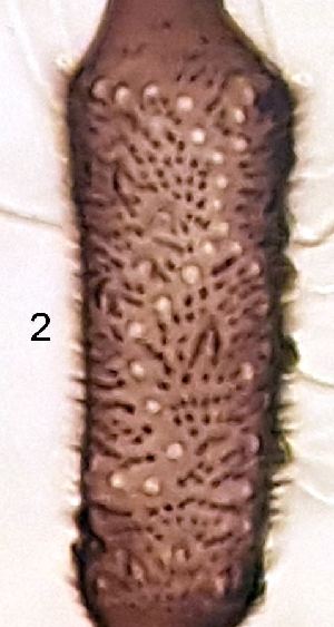 ( - 2023.08.01 Aphidoletes aphidimyza (specimen 13))  @11 [ ] CreativeCommons - Attribution Share-Alike (2023) Unspecified University of Lausanne