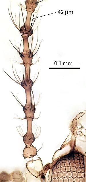  ( - 2023.08.22 Lestodiplosis achilleae (specimen 21))  @11 [ ] CreativeCommons - Attribution Share-Alike (2024) Unspecified University of Lausanne