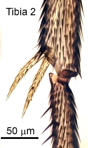  ( - 2023.08.22 Bradysia tilicola (specimen 4))  @11 [ ] CreativeCommons - Attribution Share-Alike (2023) Unspecified University of Lausanne