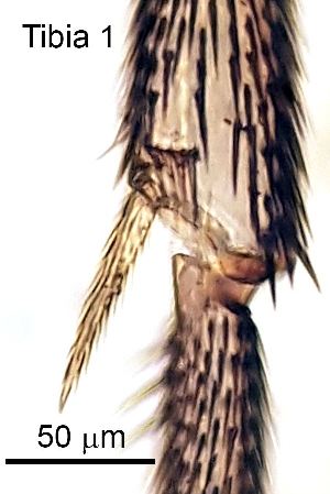  ( - 2023.08.22 Bradysia tilicola (specimen 4))  @11 [ ] CreativeCommons - Attribution Share-Alike (2023) Unspecified University of Lausanne