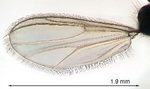  ( - 2023.08.25 Polypedilum albicorne (specimen 9))  @11 [ ] CreativeCommons - Attribution Share-Alike (2024) Unspecified University of Lausanne