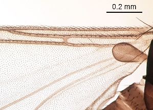  ( - 2023.08.22 Bradysia tilicola (specimen 4))  @11 [ ] CreativeCommons - Attribution Share-Alike (2023) Unspecified University of Lausanne