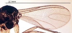  ( - 2023.08.22 Bradysia tilicola (specimen 4))  @11 [ ] CreativeCommons - Attribution Share-Alike (2023) Unspecified University of Lausanne