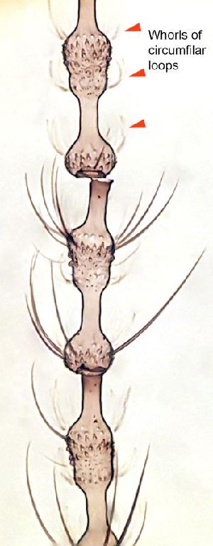  (Giardomyia - 2023.07.08 Giardomyia britannica (specimen 2))  @11 [ ] CreativeCommons - Attribution Share-Alike (2023) Unspecified University of Lausanne