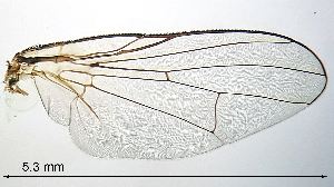  ( - 2020.07.26 Limnophora setinerva)  @11 [ ] CreativeCommons - Attribution Share-Alike (2024) Unspecified University of Lausanne