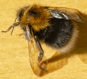  ( - 2019.07.12 Bombus hypnorum)  @11 [ ] CreativeCommons - Attribution Share-Alike (2022) Unspecified University of Lausanne