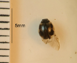  ( - ARVAQ-533-CA)  @11 [ ] CC BY-NC 4.0 (2025) Unspecified INIBIOMA