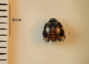  ( - ARVAQ-594-CA)  @11 [ ] CC BY-NC 4.0 (2025) Unspecified INIBIOMA