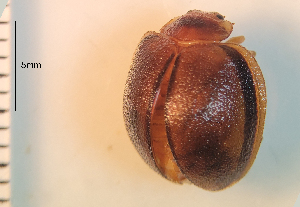  (Epilachna cacica - ARVAQ-845-ECA)  @11 [ ] CC BY-NC 4.0 (2025) Unspecified INIBIOMA