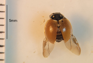  ( - ARVAQ-849-CE)  @11 [ ] CC BY-NC 4.0 (2025) Unspecified INIBIOMA