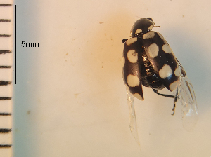  ( - ARVAQ-859-EC)  @11 [ ] CC BY-NC 4.0 (2025) Unspecified INIBIOMA