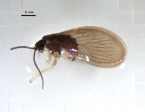  ( - NEU_PL_2)  @11 [ ] CreativeCommons Attribution NonCommercial ShareAlike (2021) (2021) University of Lodz Unspecified