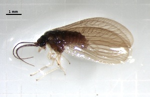  ( - NEU_PL_3)  @11 [ ] CreativeCommons Attribution NonCommercial ShareAlike (2021) (2021) University of Lodz Unspecified