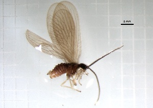  ( - NEU_PL_4)  @11 [ ] CreativeCommons Attribution NonCommercial ShareAlike (2021) (2021) University of Lodz Unspecified