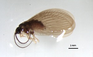  ( - NEU_PL_5)  @11 [ ] CreativeCommons Attribution NonCommercial ShareAlike (2021) (2021) University of Lodz Unspecified