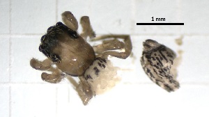  ( - SAL_PL_101)  @11 [ ] CreativeCommons Attribution NonCommercial ShareAlike (2021) (2021) University of Lodz Unspecified