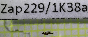  (Thrips physapus - Zap229)  @11 [ ] Unspecified (default): All Rights Reserved  Unspecified Unspecified