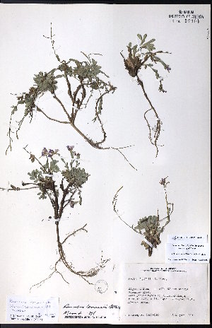 ( - CCDB-23954-A02)  @11 [ ] CreativeCommons - Attribution (2015) University of Alberta Herbarium University of Alberta Herbarium