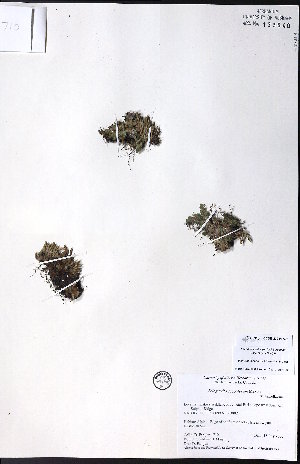  ( - CCDB-23954-A03)  @11 [ ] CreativeCommons - Attribution (2015) University of Alberta Herbarium University of Alberta Herbarium