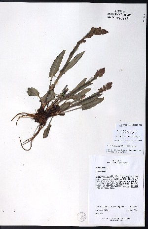  ( - CCDB-23954-A04)  @11 [ ] CreativeCommons - Attribution (2015) University of Alberta Herbarium University of Alberta Herbarium