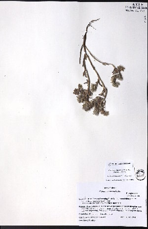  ( - CCDB-23954-A06)  @11 [ ] CreativeCommons - Attribution (2015) University of Alberta Herbarium University of Alberta Herbarium