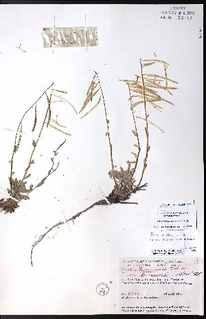  ( - CCDB-23954-B02)  @11 [ ] CreativeCommons - Attribution (2015) University of Alberta Herbarium University of Alberta Herbarium