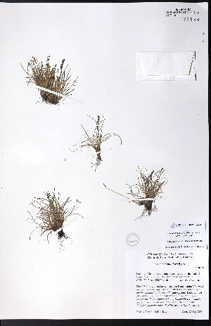  ( - CCDB-23954-B03)  @11 [ ] CreativeCommons - Attribution (2015) University of Alberta Herbarium University of Alberta Herbarium